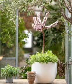 Zwergpfirsich 'Amber Pix Zee' -Gartenbedarf Verkäufe 2024 7728744 WE MO 001 ZwergPfirsich