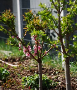 Zwergpfirsich 'Amber Pix Zee' -Gartenbedarf Verkäufe 2024 7728744 WE MO 003 ZwergpfirsichBauer