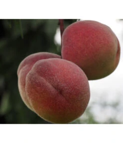 Zwergpfirsich, Rotlaubig -Gartenbedarf Verkäufe 2024 7728819 PR DE 001 PrunusPfirsichRubiraPixabayx 1