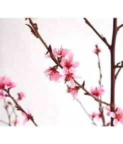 Pfirsich 'Rubira', Rotblättrig -Gartenbedarf Verkäufe 2024 7728819 WE DE 001 PfirsichRotblaettrigDehnerExpressHerzig