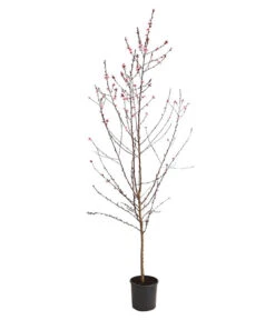 Pfirsich 'Rubira', Rotblättrig -Gartenbedarf Verkäufe 2024 7728819 WE FS 001 PfirsichRotblaettrigDehnerExpressHerzig