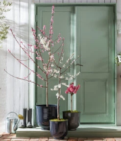 Pfirsich 'Rubira', Rotblättrig -Gartenbedarf Verkäufe 2024 7728819 WE MO 001 PfirsichPrunusPersica Content Fruehlingsstory 2023