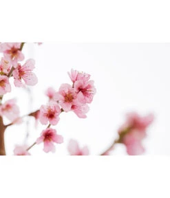 Gelbfleischiger Pfirsich 9 Gelbfleischiger Pfirsich -Gartenbedarf Verkäufe 2024 7728843 PR DE 001 Pfirsich7LDehnerExpressZS