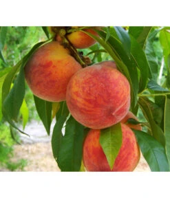 Gelbfleischiger Pfirsich 10 Gelbfleischiger Pfirsich -Gartenbedarf Verkäufe 2024 7728843 PR DE 001 PrunusPfirsichGelbfleischigPixabay