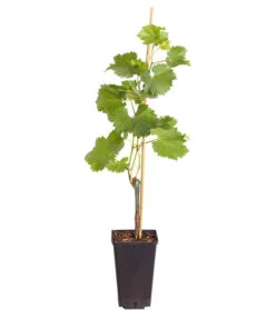 Tafeltraube 'Phönix' -Gartenbedarf Verkäufe 2024 7729072 PR FS 002 VitisViniferaWeinPhoenix3LiterDehnerExpressZS