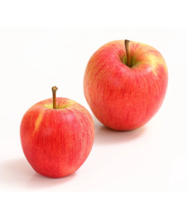 Winterapfel 'Pinova' 3 Winterapfel 'Pinova'