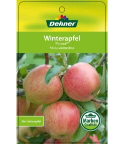 Winterapfel 'Pinova' 14 Winterapfel 'Pinova' -Gartenbedarf Verkäufe 2024 7729361 WinterapfelPinova Etikett 1