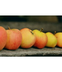 Winterapfel 'Pinova' 11 Winterapfel 'Pinova' -Gartenbedarf Verkäufe 2024 7729403 WE MO 001 ApfelPinovaPixabay