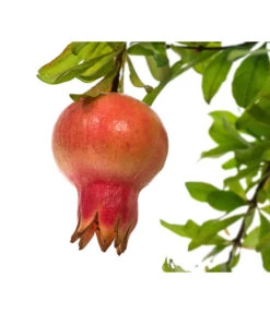 Granatapfel -Gartenbedarf Verkäufe 2024 7733470 PR DE 001 PunicaGranatapfelDehnerExpressHerzig