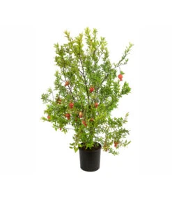 Granatapfel -Gartenbedarf Verkäufe 2024 7733470 PR FS 001 PunicaGranatapfelDehnerExpressHerzig