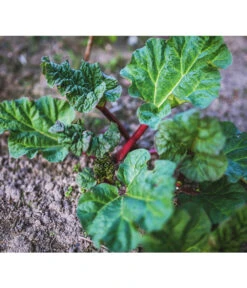 Dehner Gourmet Garten Himbeer-Rhabarber 9 Dehner Gourmet Garten Himbeer-Rhabarber -Gartenbedarf Verkäufe 2024 7736028 PR 001 RheumRhabarberPixabay