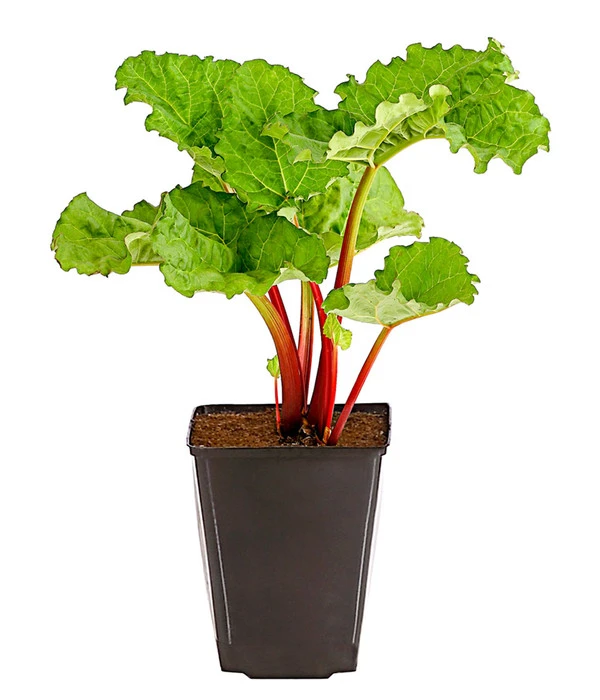 Dehner Gourmet Garten Himbeer-Rhabarber 4 Dehner Gourmet Garten Himbeer-Rhabarber – Bild 2