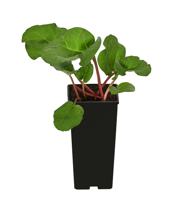 Rhabarber 'Livingstone' 4 Rhabarber 'Livingstone' – Bild 2