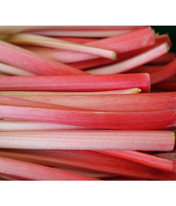 Rhabarber 'Livingstone' 3 Rhabarber 'Livingstone'