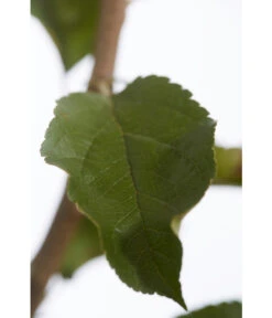 Herbstapfel 'Rebella' 9 Herbstapfel 'Rebella' -Gartenbedarf Verkäufe 2024 7737075 PR DE 001 ApfelRebellaMalusBusch95LiterDehnerExpressZS