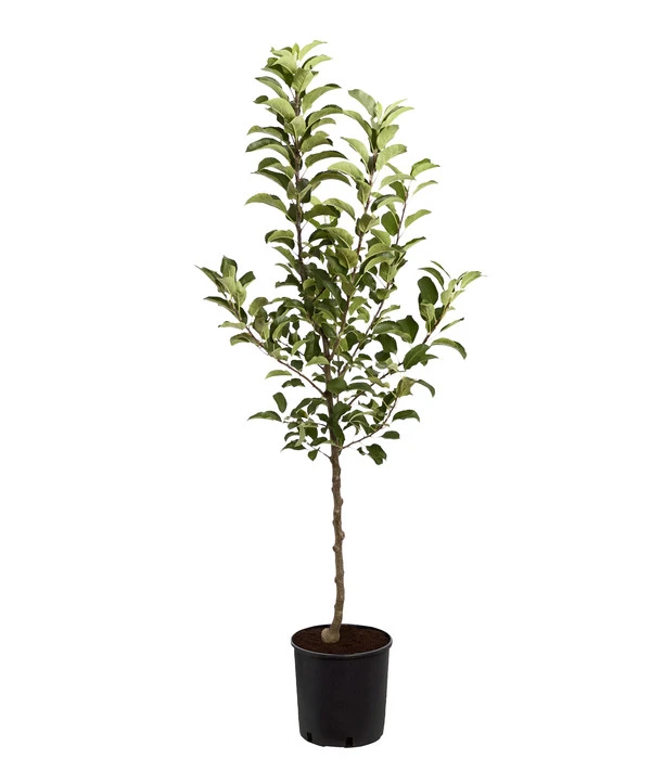 Herbstapfel 'Rebella' 4 Herbstapfel 'Rebella' – Bild 2