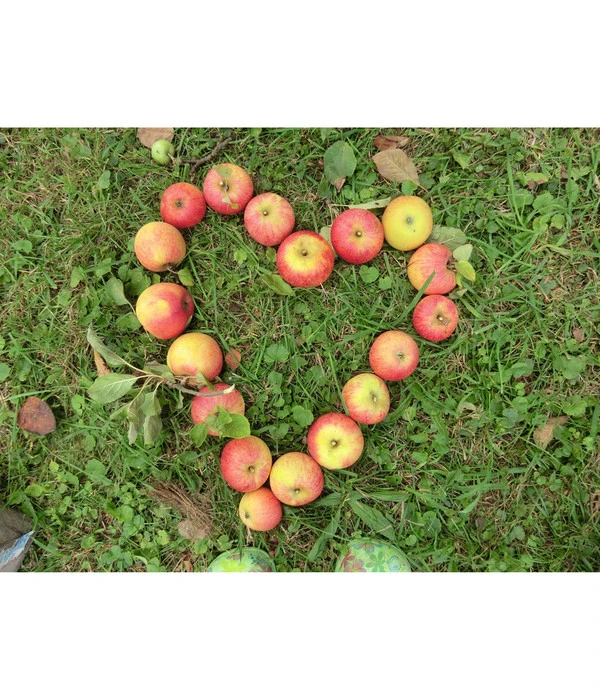 Herbstapfel 'Rebella' 3 Herbstapfel 'Rebella'