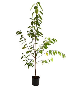 Süßkirsche 'Regina' -Gartenbedarf Verkäufe 2024 7738677 WE FS 001 SuesskirscheReginaBusch