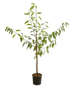 Kirschen-Duo 'Regina/Napoleon' -Gartenbedarf Verkäufe 2024 7738792 WE FS 001 PrunusKirscheDuoReginaNapoleon