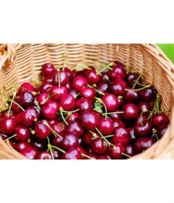 Kirschen-Duo 'Regina/Napoleon' -Gartenbedarf Verkäufe 2024 7738792 WE MO 001 KirschenDuoReginaNapoleon Pixabay