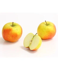 Säulenapfel 'Rondo' 7 Säulenapfel 'Rondo' -Gartenbedarf Verkäufe 2024 7744873 WE DE 002 ApfelRondoDehnerExpressHerzig