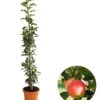 Säulenapfel 'Rondo' -Gartenbedarf Verkäufe 2024 7744873 WE FS 001 SaeulenapfelRondo