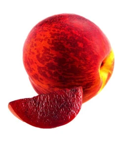 Blutnektarine -Gartenbedarf Verkäufe 2024 7744949 WE FS 003 PrunusBlutnektarineJClasen