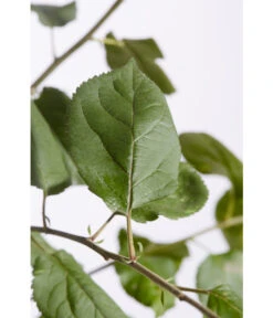 Winterapfel 'Roter Boskoop' -Gartenbedarf Verkäufe 2024 7745409 PR DE 001 ApfelRoterBoskoopMalusBusch95LiterDehnerExpressZS