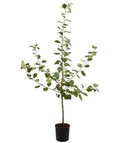 Winterapfel 'Roter Boskoop' -Gartenbedarf Verkäufe 2024 7745409 PR FS 001 ApfelRoterBoskoopMalusBusch95LiterDehnerExpressZS