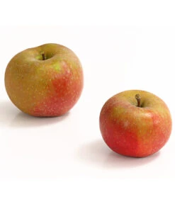 Winterapfel 'Roter Boskoop' -Gartenbedarf Verkäufe 2024 7745409 WE DE 001 ApfelBoskoopDehnerExpressHerzig