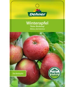 Winterapfel 'Roter Boskoop' -Gartenbedarf Verkäufe 2024 7745409 WinterapfelRoterBoskoop Etikett 1