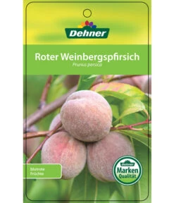 Dehner Pfirsich 'Roter Weinbergpfirsich' -Gartenbedarf Verkäufe 2024 7745607 RoterWeinbergpfirsich Etikett 1