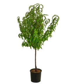 Dehner Pfirsich 'Roter Weinbergpfirsich' -Gartenbedarf Verkäufe 2024 7745607 WE FS 002 RoterWeinbergpfirsichDehnerExpressHerzig