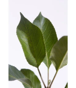 Sommerapfel 'Roter James Grieve' -Gartenbedarf Verkäufe 2024 7745730 PR DE 001 ApfelRoterJamesGrieveMalusBusch95LiterDehnerExpressZS