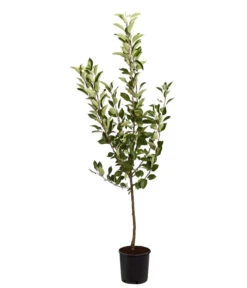 Sommerapfel 'Roter James Grieve' -Gartenbedarf Verkäufe 2024 7745730 PR FS 001 ApfelRoterJamesGrieveMalusBusch95LiterDehnerExpressZS