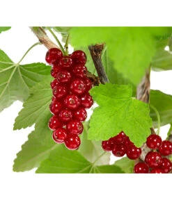 Rote Säulenjohannisbeere -Gartenbedarf Verkäufe 2024 7745946 WE DE 001 RibesJohannisbeereRovadaFU5L
