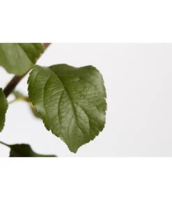 Herbstapfel 'Rubinola' 9 Herbstapfel 'Rubinola' -Gartenbedarf Verkäufe 2024 7747165 PR DE 001 ApfelRubinolaMalusBusch95LiterDehnerExpressZS