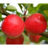 Herbstapfel 'Rubinola' 1 Herbstapfel 'Rubinola' -Gartenbedarf Verkäufe 2024 7747165 WE DE 001 ApfelbaumMalusRubinolaApfel