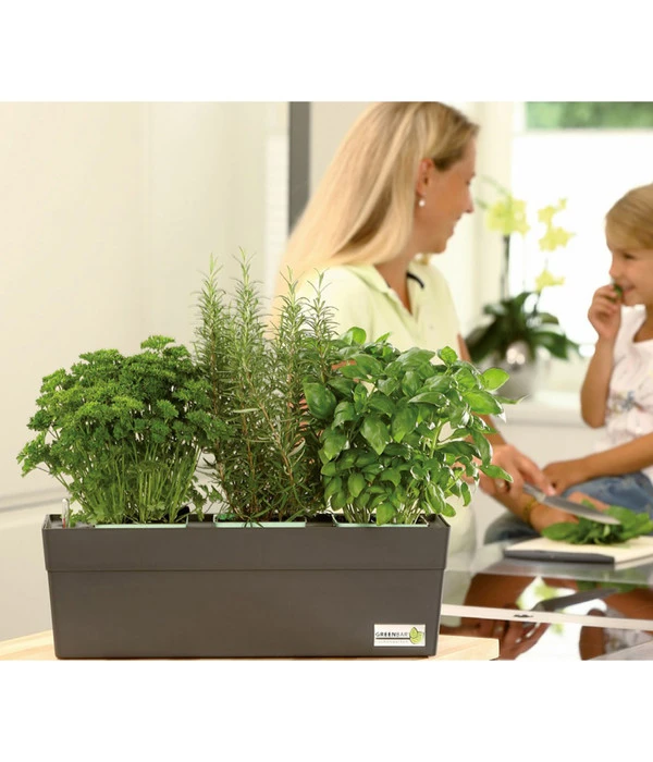 GREENBAR® Naschtomate 4 GREENBAR® Naschtomate – Bild 2