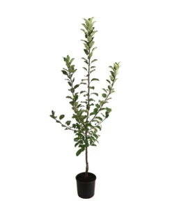 Allergikerapfel 'Santana' -Gartenbedarf Verkäufe 2024 7750631 WE FS 001 ApfelbaumMalusApfelSantanaAllergikerapfel