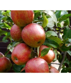 Säulenapfel 'Starcats' -Gartenbedarf Verkäufe 2024 7752439 ApfelStarcatsPixabay