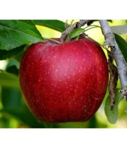 Säulenapfel 'Redcats' -Gartenbedarf Verkäufe 2024 7752462 PR DE 001 MalusApfelRedcatsPixabay