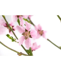 Säulennektarine 'Fantasia' -Gartenbedarf Verkäufe 2024 7752710 WE DE 001 PrunusSauelennektarineFantasia