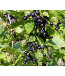 Schwarze Säulenjohannisbeere -Gartenbedarf Verkäufe 2024 7752785 PR DE 001 RibesSaeulenjohannisbeereSchwarzPixabay