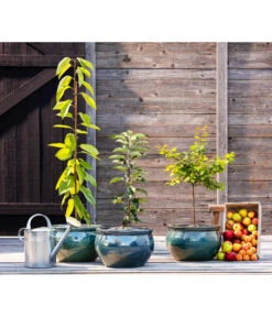 Säulenkirsche -Gartenbedarf Verkäufe 2024 7753007 WE MO 001 Saeulenkirsche Saeulenobst