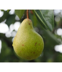 Säulenbirne 'Obelisk' 6 Säulenbirne 'Obelisk' -Gartenbedarf Verkäufe 2024 7754989 PR DE 001 PyrusBirneSaeulenbirneObeliskPixabay