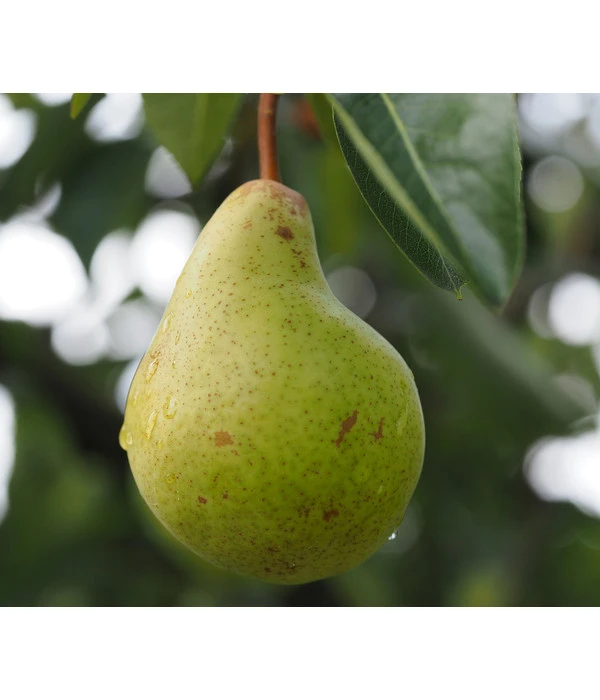 Säulenbirne 'Obelisk' 4 Säulenbirne 'Obelisk' – Bild 2
