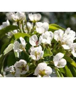 Säulenbirne 'Obelisk' 7 Säulenbirne 'Obelisk' -Gartenbedarf Verkäufe 2024 7754989 PR DE 002 PyrusBirneSaeulenbirneObeliskPixabay