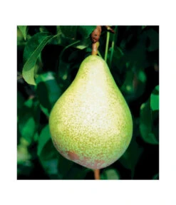 Säulenbirne 'Condo' 7 Säulenbirne 'Condo' -Gartenbedarf Verkäufe 2024 7754997 BildFS 001 SaeulenbirneCondoSaeulenbirneCondoS