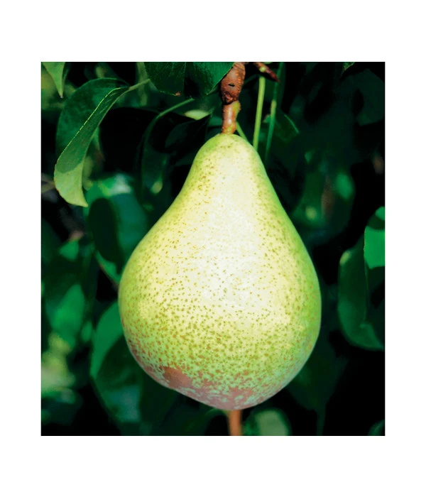 Säulenbirne 'Condo' 5 Säulenbirne 'Condo' – Bild 3